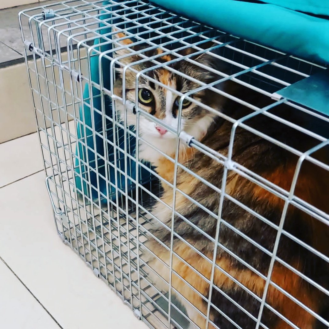 torrecatsocial's tweet photo. Esterilitzacions de #gatsdecarrer de #Torredembarra del més d'octubre: 7 gates + 7 gats.
No tot són bones notícies...😔
#esterilitza #noabandonis #CER #torrecat https://t.co/oy1Io6ozeH