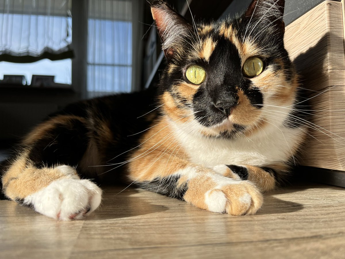 Hello furriends! Happy 🌞-day #cats #CatsOfTwitter #CatsOnTwitter #CalicoCrew