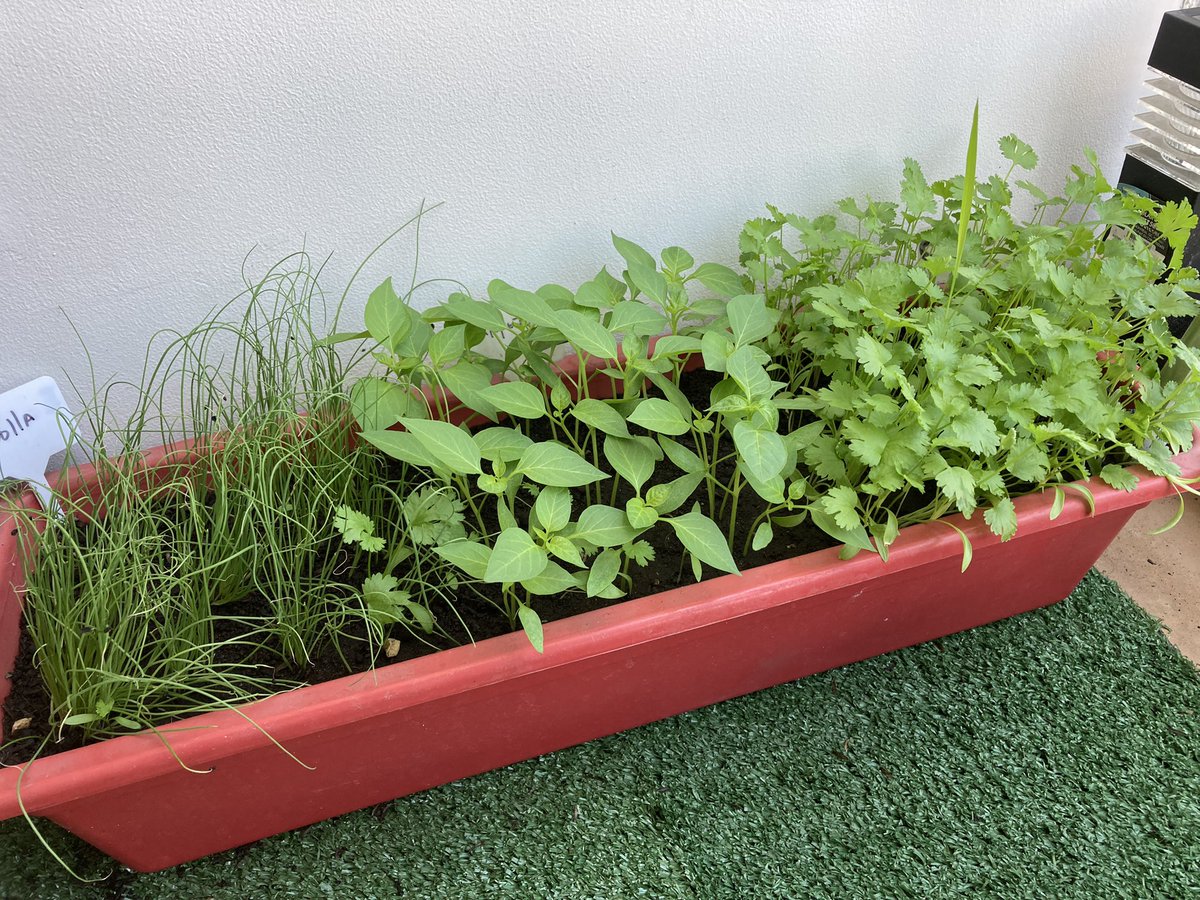 untalsebastianb's tweet photo. This is how the vegetable garden is going 🌱
Probably the cilantro will be ready to harvest next week 😋 https://t.co/5EBlhWH400