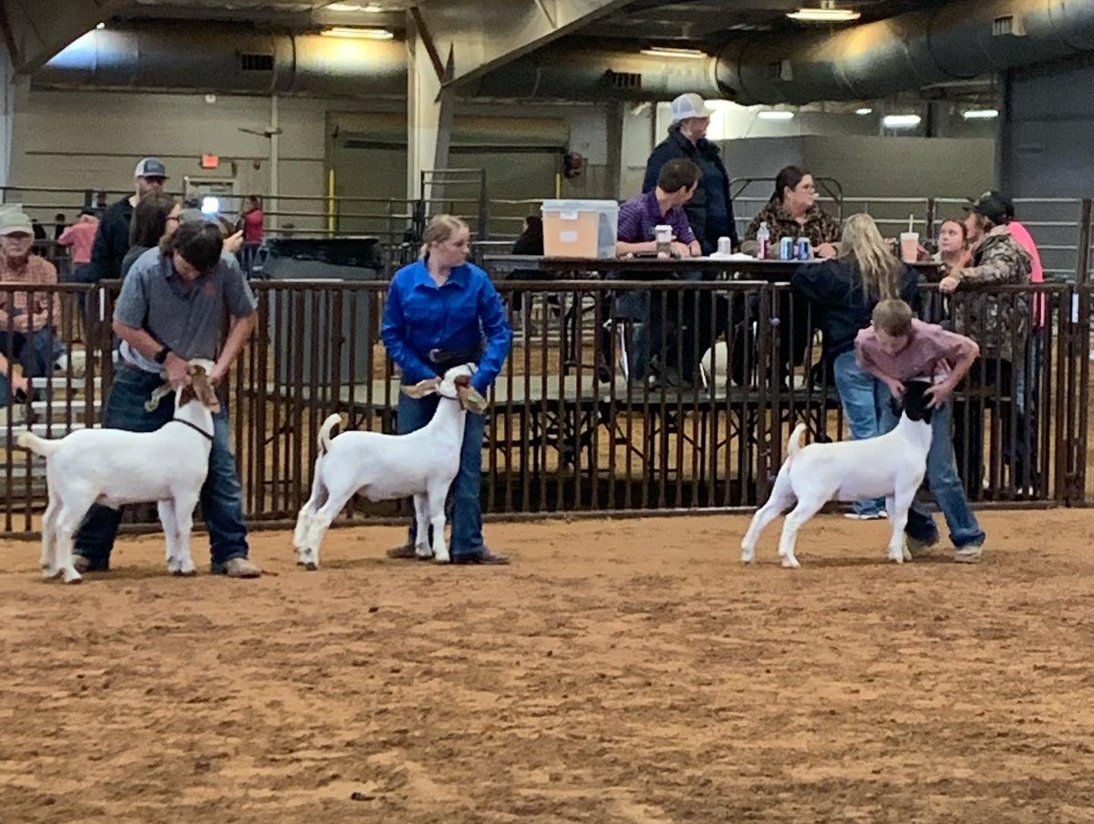 Great weekend at the Holiday Classic Livestock Show in Belton, TX! Amelia, Cammie, Reagan and Chloe attended workshops to learn more about feeding and caring for their livestock projects, competed a Showmanship and Market Show! @Mr_B_Johnson @DavinVogler @CTEShrek @GeorgetownISD