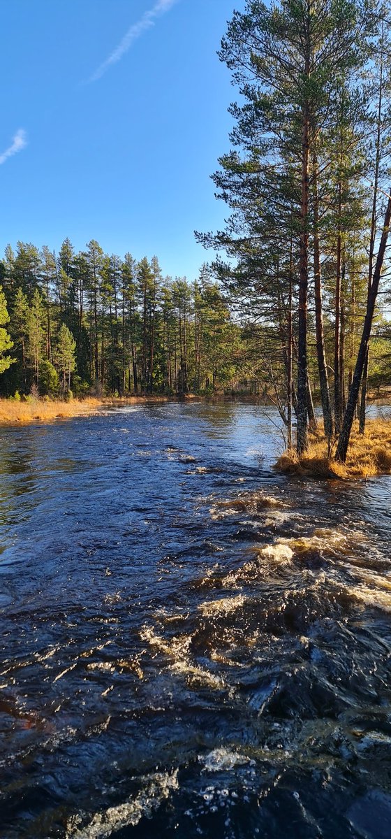 NeonFly007's tweet image. Når sola endelig skinner etter mange uker med grått vær å rein, så må man ut. 
#roisjela #natur