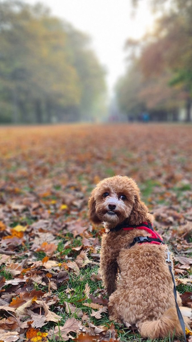 newbyone23's tweet photo. Lovely Autumn day at Gibside this afternoon with these two fluff balls @NT_Gibside #goodtobeout https://t.co/jWdEJ5FLw1