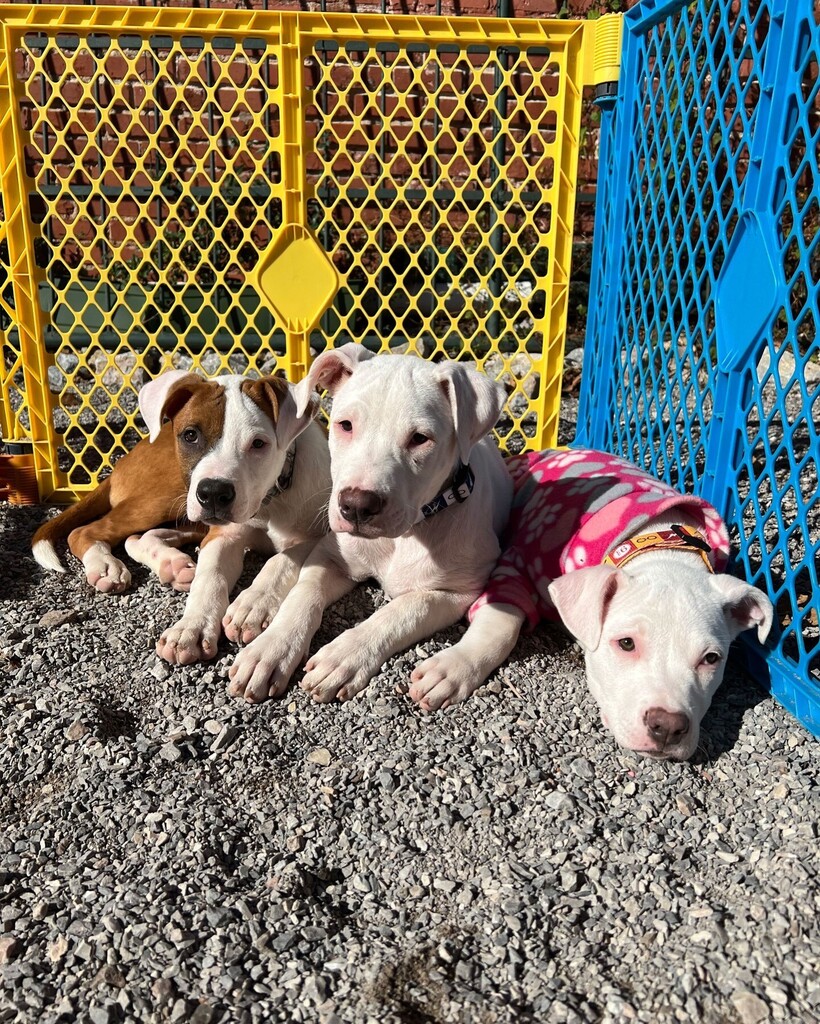 These babies need fosters!! 🙏🙏🙏 We are begging our community to help us split up these perfect babies so that their current foster mom can be open for emergency bottle babies 🆘 These sweethearts are 16 weeks old, fully vaccinated, and can be fostered… instagr.am/p/CkoBtb2SRwB/