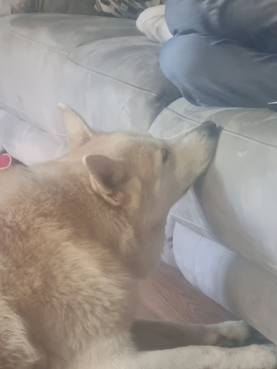 Leo Husky and Mr Tabius tweet media