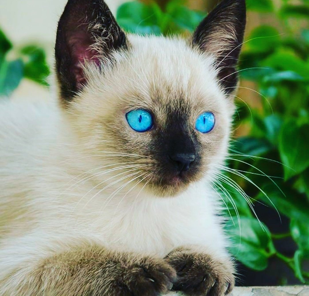 Сиамские котята