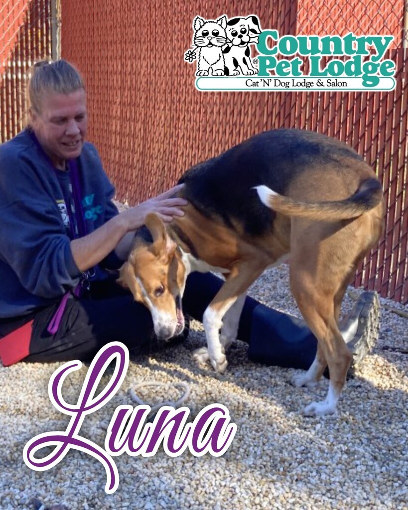 CountryPetLodge's tweet photo. Luna loves her playtime with Karen! 💜🐾🐶🥰 #luna #happygirl
.
#happygirl #beagle #goodgirl #beaglemix #beaglex #beaglelife #beaglelove #beaglelovers #beagles #doglife #doglove #doglover #beagledaily 
.
#countrypetlodge #countrypetlodgeandsalon #doggyda… https://t.co/tO66G7fV1w https://t.co/jN27tZ33qp