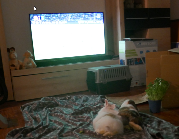 _QuisCustodiet's tweet photo. #Bunnies watching soccer 😍😆 https://t.co/1D3T3ADbCQ