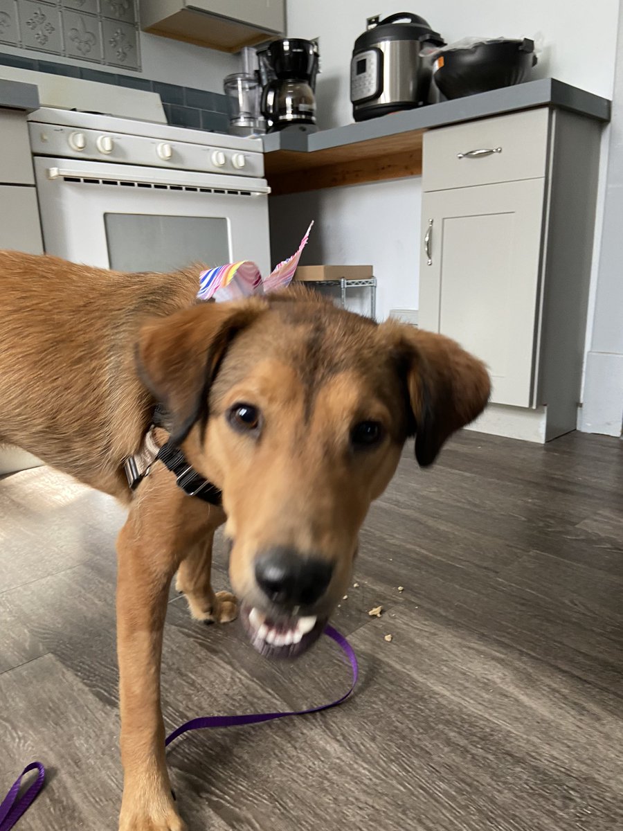 Snake 🌻🐀🇵🇷🇨🇦🇬🇱 tweet media