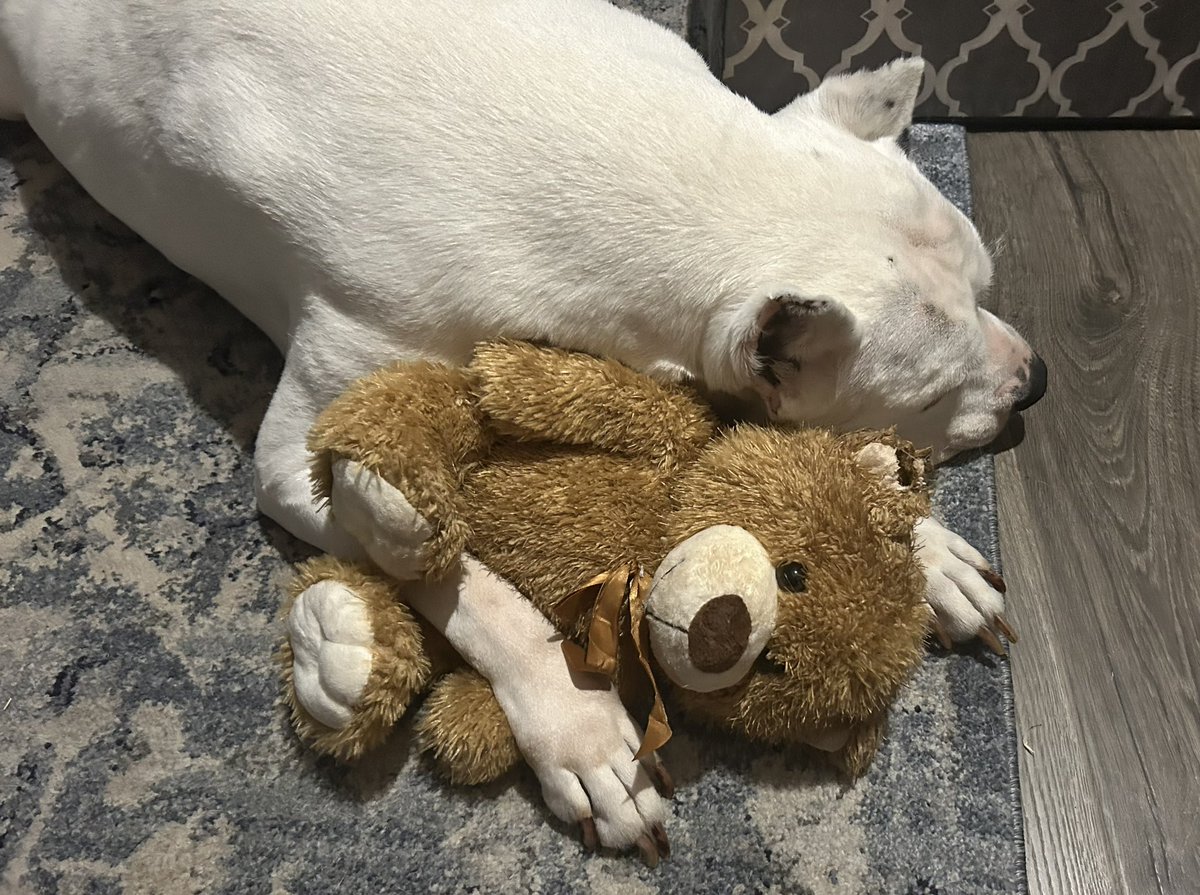 jb_sc's tweet photo. Even big tough guys are suckers for a teddy bear. https://t.co/XQJBbB4i2C