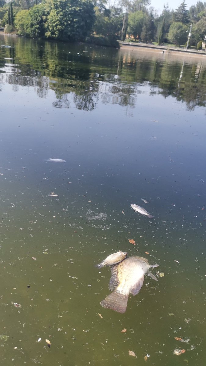 capipako's tweet photo. @GobCDMX @ChapultepecCDMX @Claudiashein Cientos de peces muertos. Lago restaurante del Bosque, Chapultepec. https://t.co/OXMV26VubG