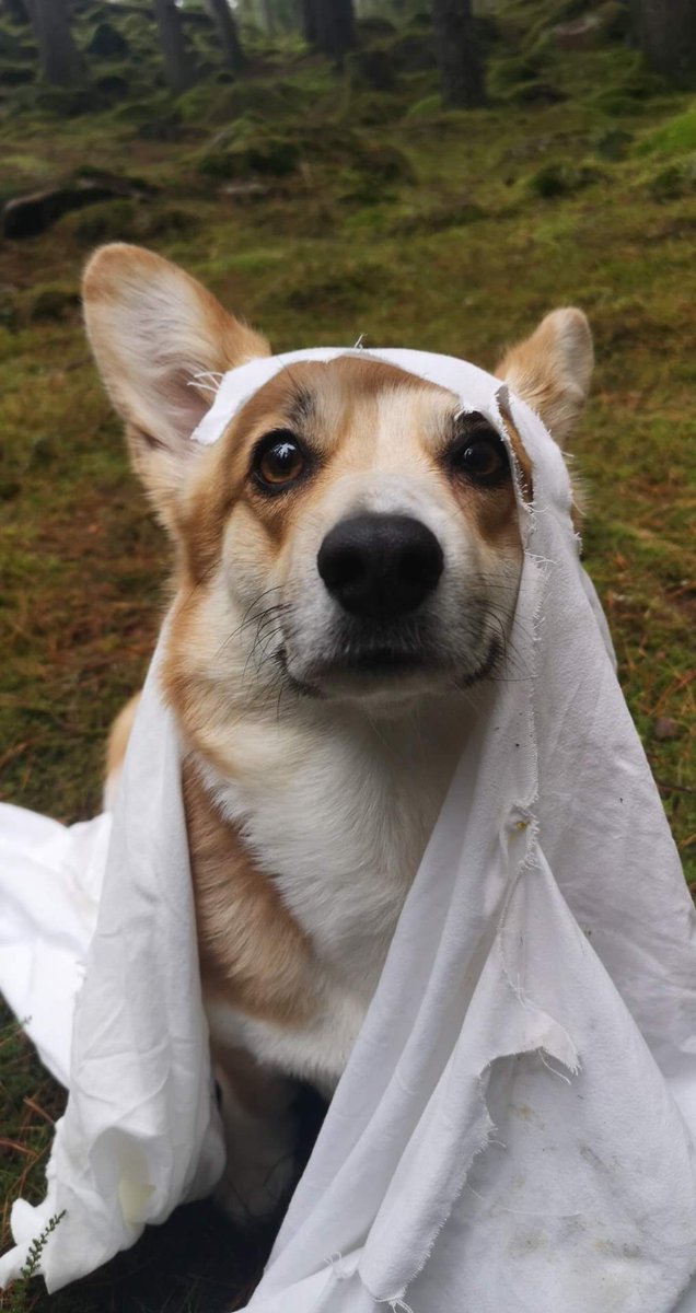 Glad Halloween is over cause I totally destroyed that ghost costume 👻 #corgi