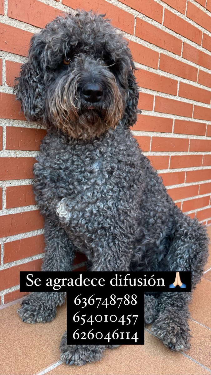 Marina_fdz5's tweet image. Perrita perdida en la Pedriza, se agradece difusión 🙏🏻