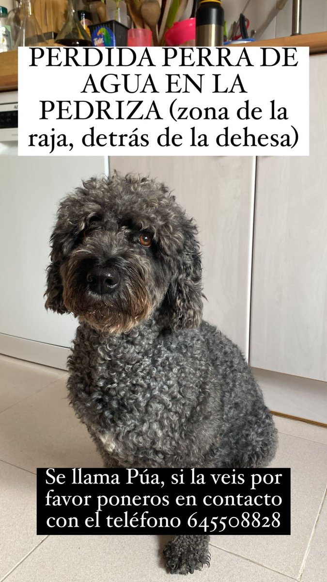 Marina_fdz5's tweet image. Perrita perdida en la Pedriza, se agradece difusión 🙏🏻
