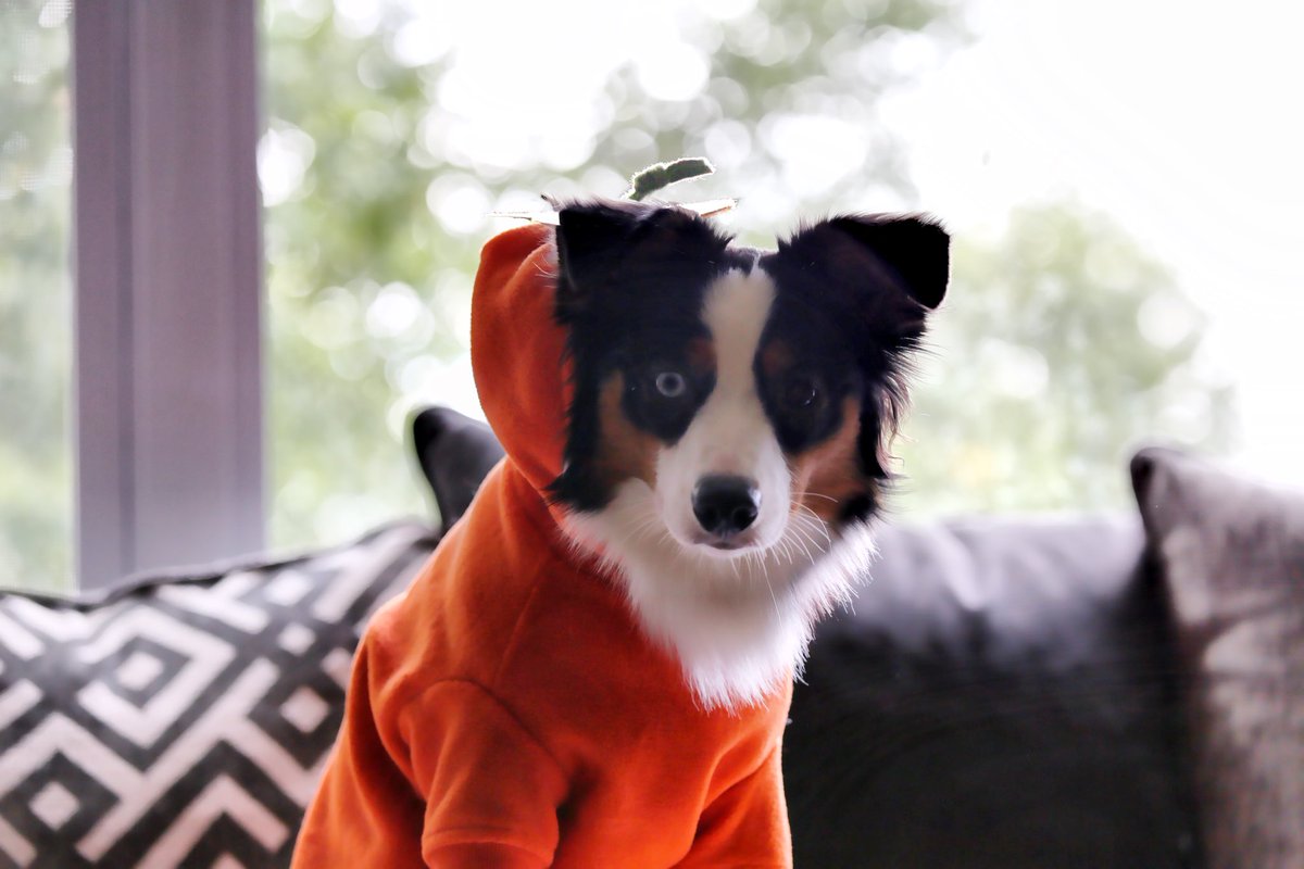 Luna’s Account Now!💖 (Angel Rex)🐶 tweet media