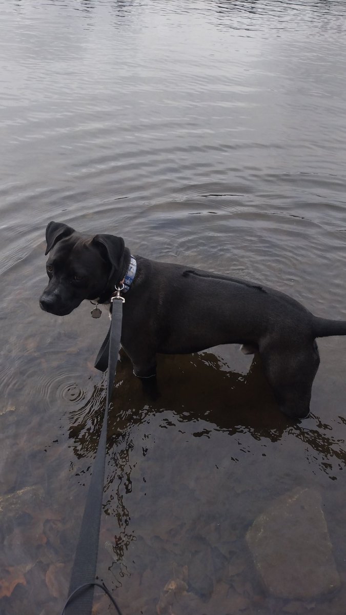 Helping Outside Animals Inc. tweet media