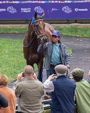 BH_AEberhardt's tweet photo. A super star! 🌟🤩🏇 @BreedersCup #Classic winner #Flightline has been retired to @LanesEndFarms. The son of #Tapit (@Gainesway) is out of #Feathered at breeder Jane Lyon's @MoreSummerWind. Well done @david_ingordo Congrats to all Flightline connections and fans! https://t.co/ePZ3uV5Ih7