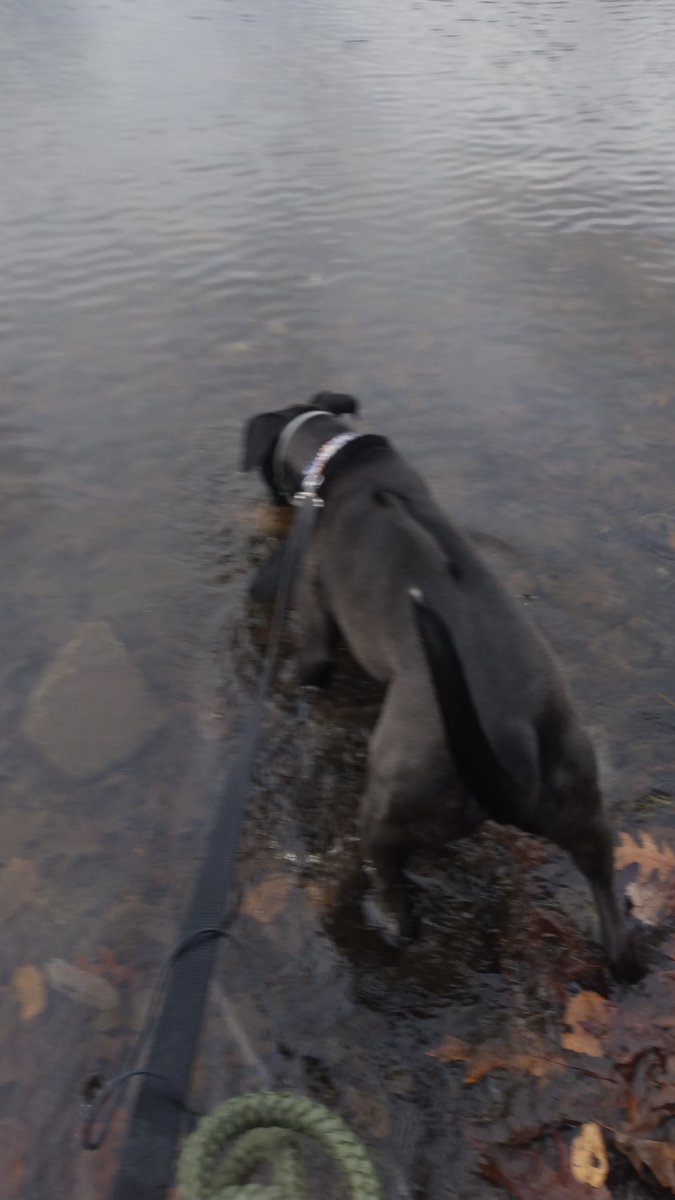 Helping Outside Animals Inc. tweet media