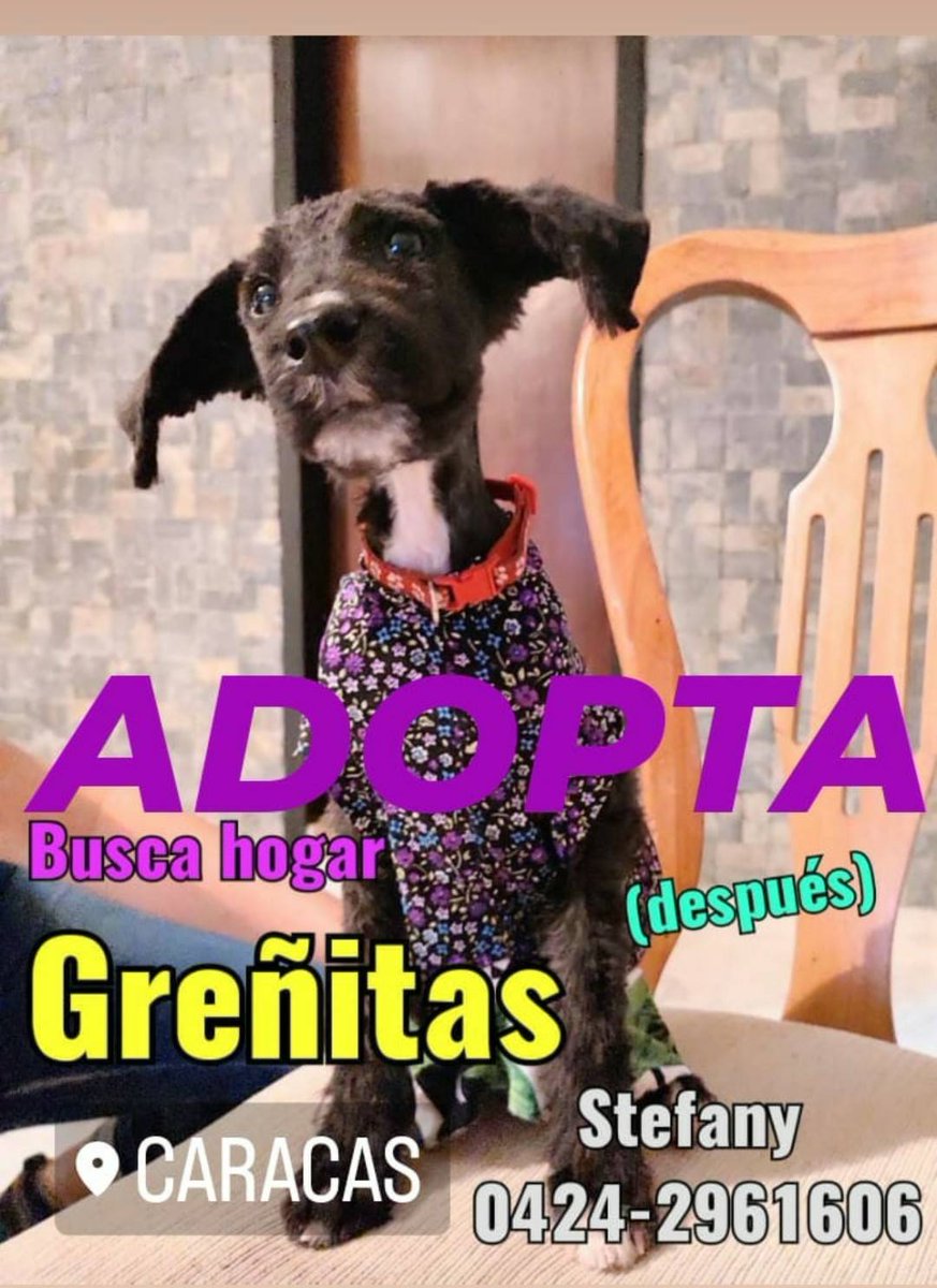#AdoptaUnÁngel que te va a querer durante toda su vida, CARACAS