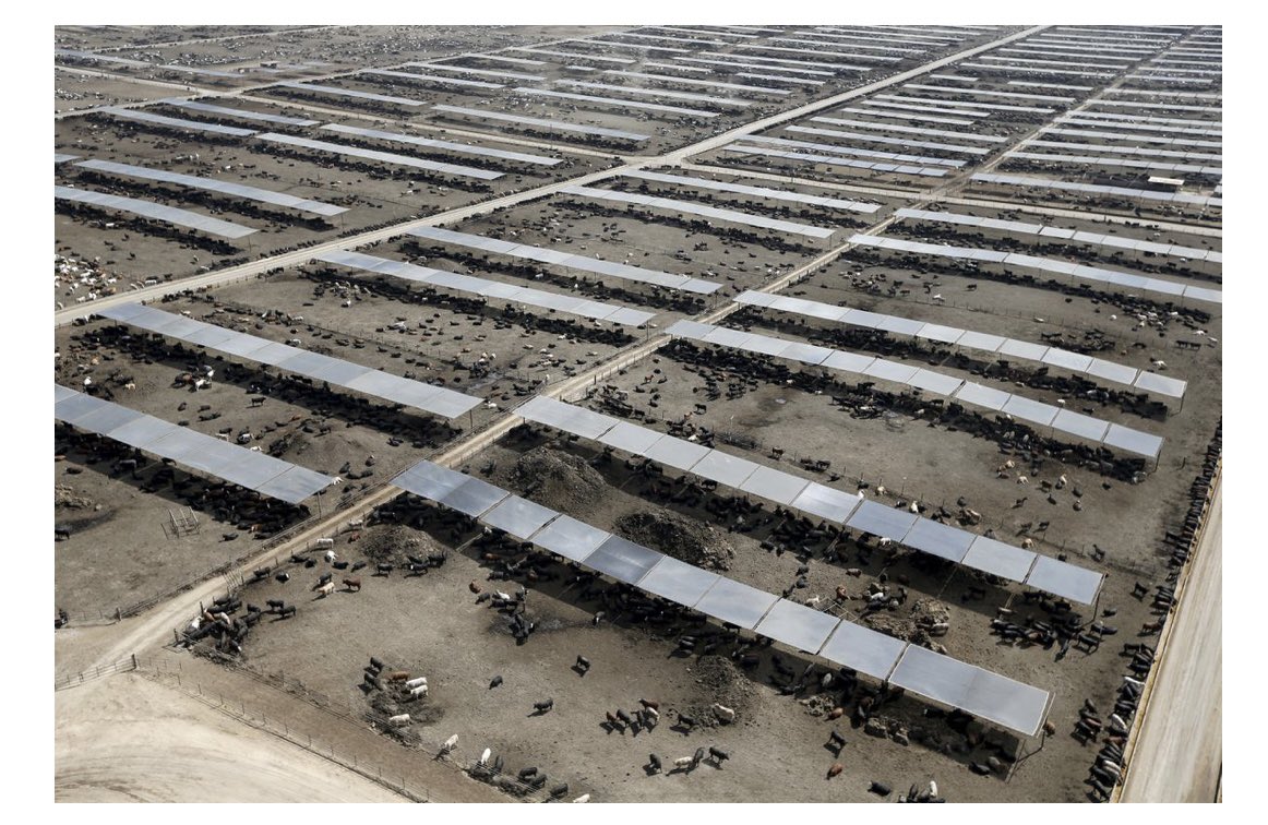 I am proud that our research has real world application. The feedlot shown here has installed shades for their cattle as a result of my lab’s heat stress research. Many other feedlots have followed suit. Doing what matters!