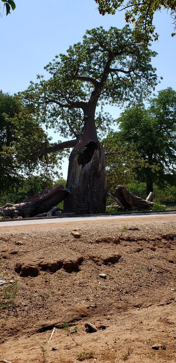 sathr21's tweet photo. @Poonam_Datta @natvktm #Baobab r amazing trees... hv a few types
This 1 shown in the pic r indigenous to π²π¬ #Madagascar
espcially the north west part
v famous/touristy
r found in East South & central Africa
& surprise!.. India too. ππ
on rd 4m Victoria falls to #matetsi #hawange #Zimbabwe
Sat'pic https://t.co/AnDIqN7fSd