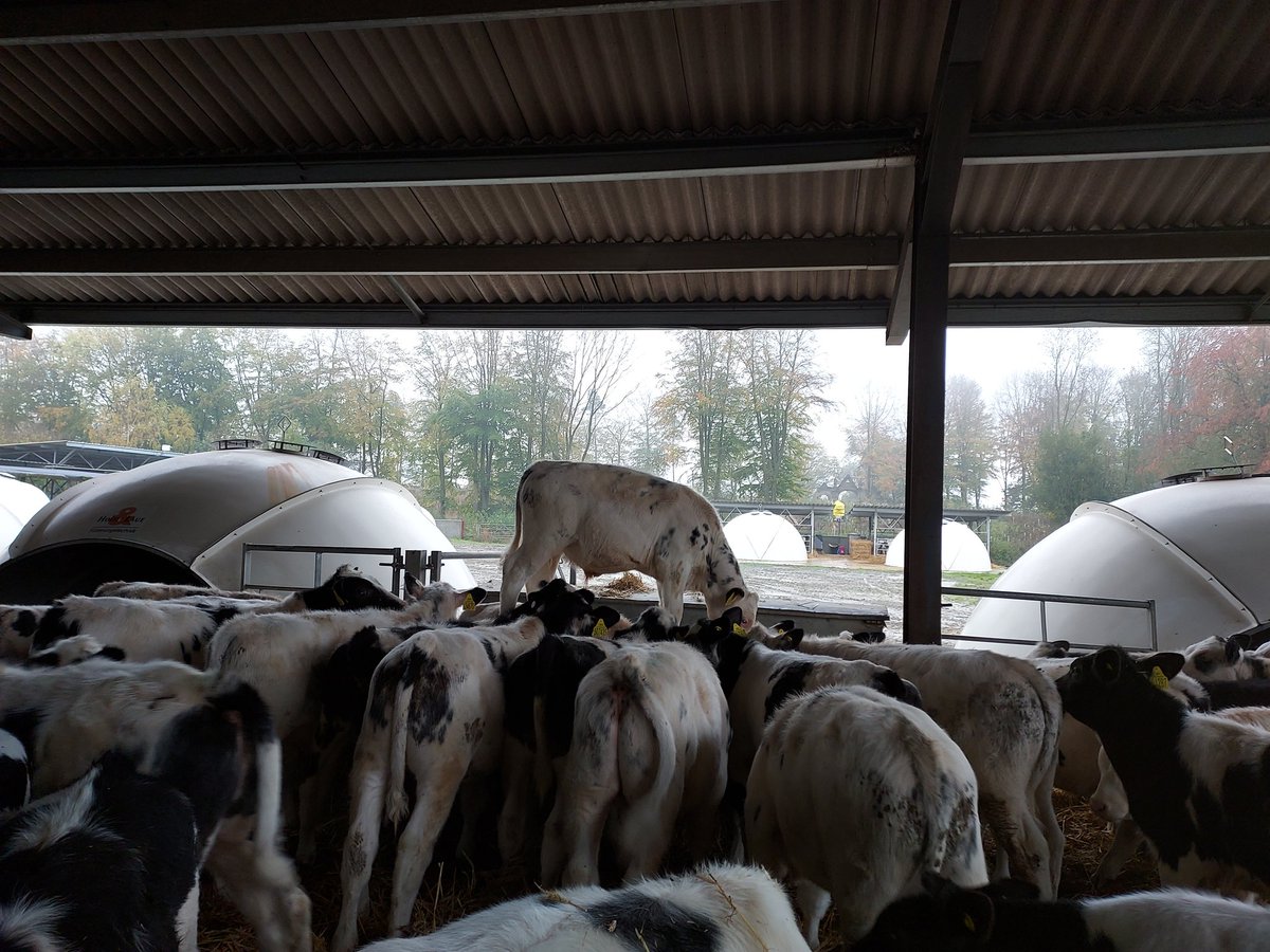 One calf thought it was a mountain goat this morning. It quite quickly regretted it and was all shaky. Easier up than down!