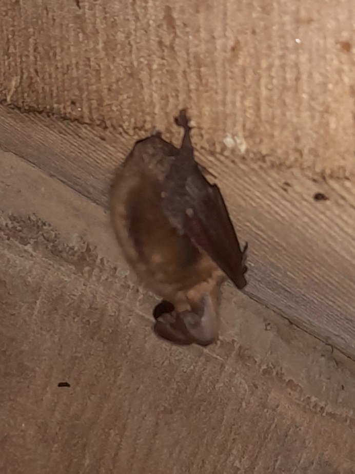 SophiejanH's tweet photo. My new best friends. #BATS #longearedbats https://t.co/ec1z89XVM6