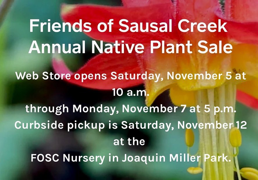 jeanquan's tweet photo. Buy #nativeplants online &amp; support #FriendsofSausalCreek #creek #watershed restoration https://t.co/p5CiupIUg9
These #perenials attract #polinators
🌼#MuleEars
🌼#scarletbugler —loved by #hummingbirds 
🌼#californiapoppy
🌼#milkweed for endangered #monarchbutterfly 
#baygardening https://t.co/H0eBvEj4nU