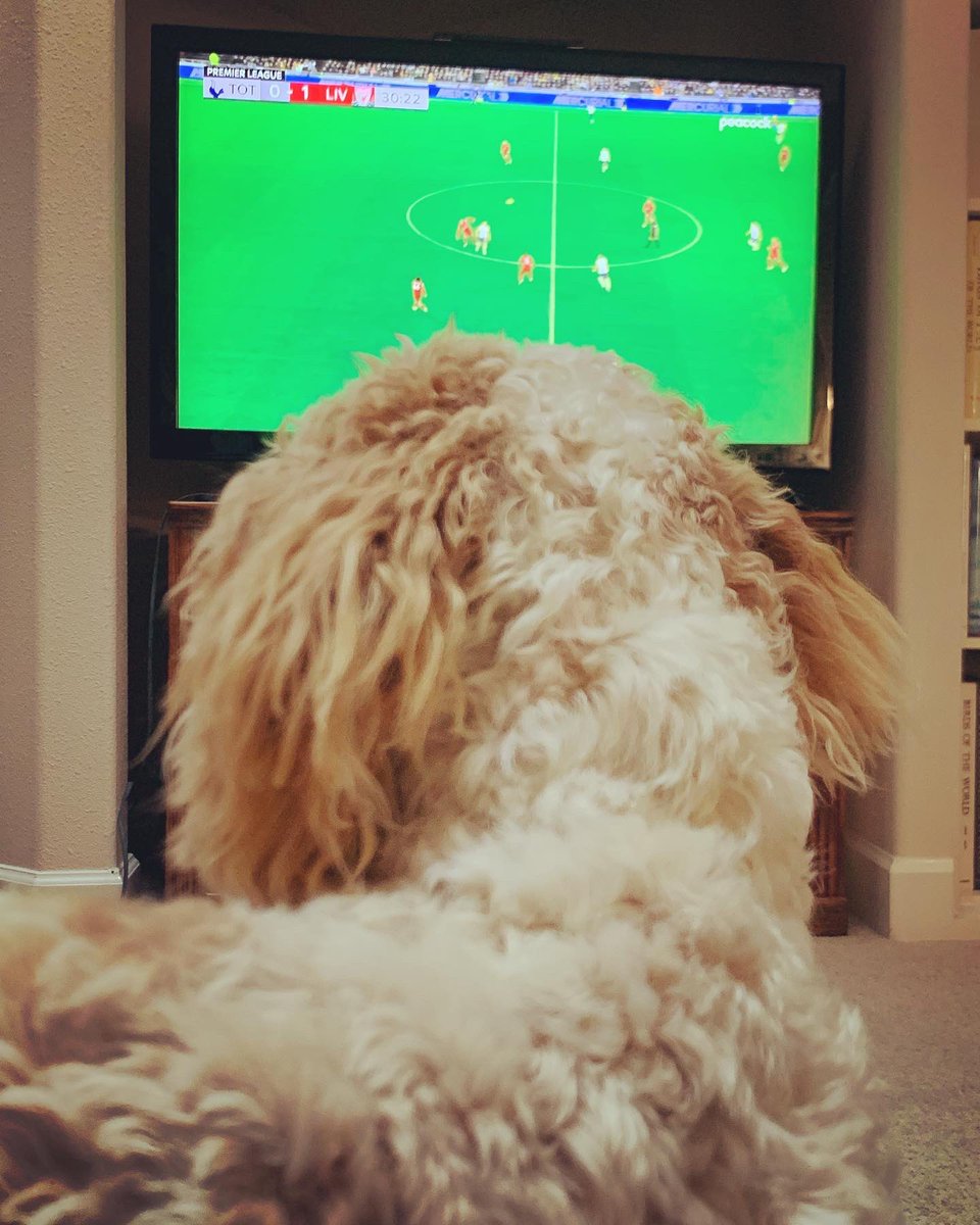 PacothePooton's tweet photo. Wake up hooman! @liverpoolfc is playing! #WalkOn #TOTLIV #YNWA #MyPLMorning #LFC https://t.co/WQcoggbN3Y