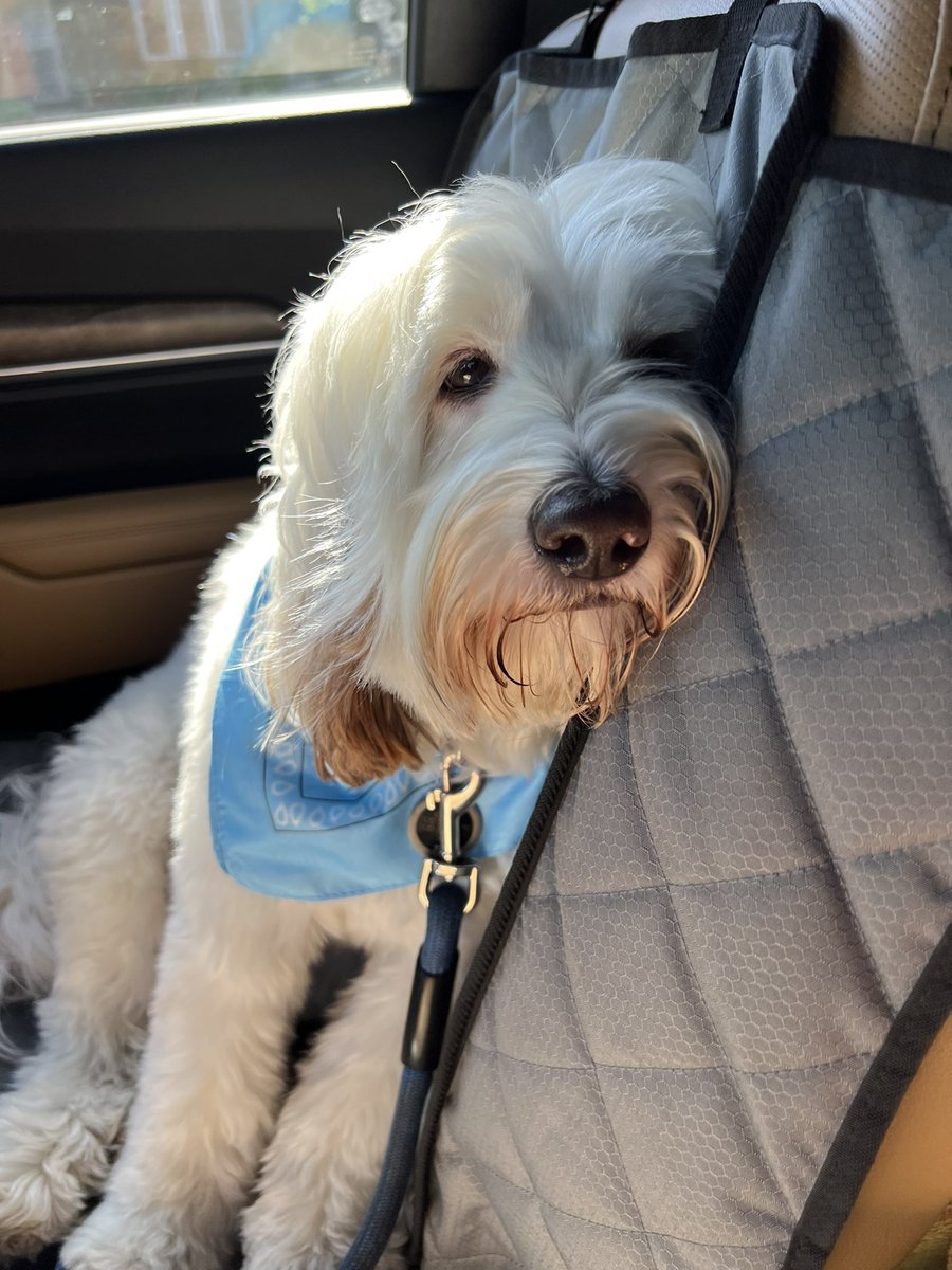 OliverDaDoodle's tweet photo. Here I am falling asleep sitting up. I do this all the time on car rides. Does anyone else’s dog or cat fall asleep in weird positions? Pics if you have them! #sleepypuppy🐶 https://t.co/H5l9WmaZV1