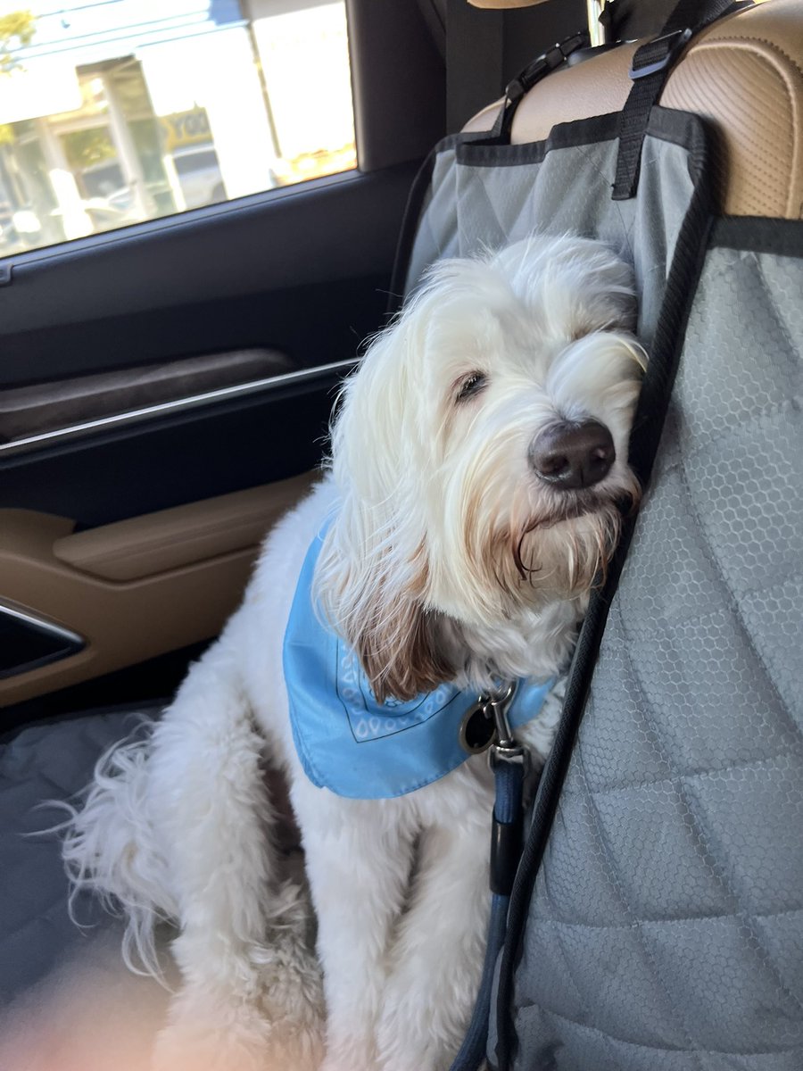 Here I am falling asleep sitting up. I do this all the time on car rides. Does anyone else’s dog or cat fall asleep in weird positions? Pics if you have them! #sleepypuppy🐶