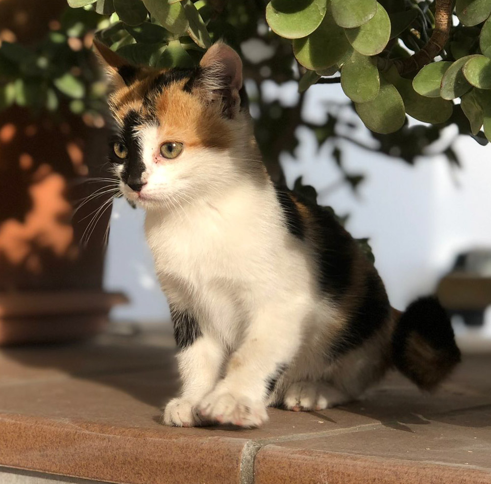 malaga_felina's tweet photo. ⚠️ADOPCIÓN⚠️ esta pequeña de 2meses y sanita ha sido rescatada de la calle sola. No pueden quedársela💔. Buscamos acogida o adopción para esta muñeca🙏. ¿Nos ayudáis a que encuentre familia? #torremolinos #gatos #FF #CatsOfTwitter #Fuengirola #marbella #marbella https://t.co/IWSipix8Fe