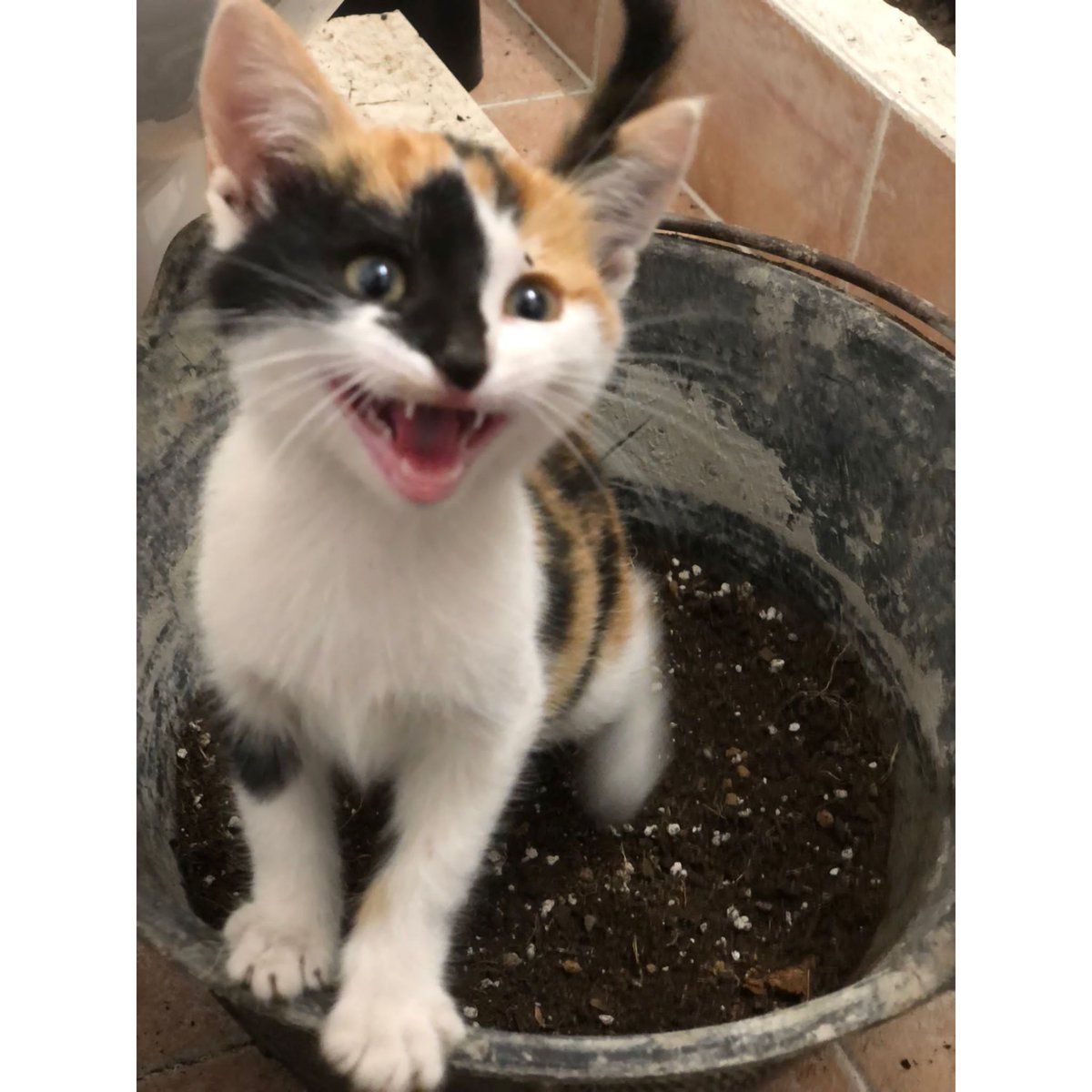 malaga_felina's tweet photo. ⚠️ADOPCIÓN⚠️ esta pequeña de 2meses y sanita ha sido rescatada de la calle sola. No pueden quedársela💔. Buscamos acogida o adopción para esta muñeca🙏. ¿Nos ayudáis a que encuentre familia? #torremolinos #gatos #FF #CatsOfTwitter #Fuengirola #marbella #marbella https://t.co/IWSipix8Fe
