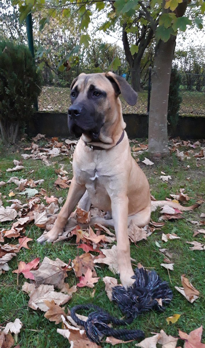 Boerboel_Hanni's tweet photo. Ich bin schon so groß, sagt Frauchen... https://t.co/aCBNYPsHzR