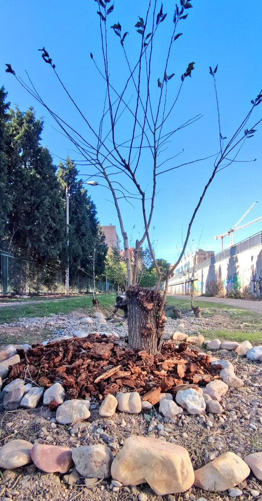 miki_barreto's tweet image. @SoydeZaragoza quiero dar las gracias desde aquí (tb lo hice en persona) al jardinero anónimo que de manera altruista ha arreglado el terreno que hay junto a la prolongación de Tenor Fleta. Creo que debería haberlo hecho el @zaragoza_es peeeero. Las fotos no hacen justicia...