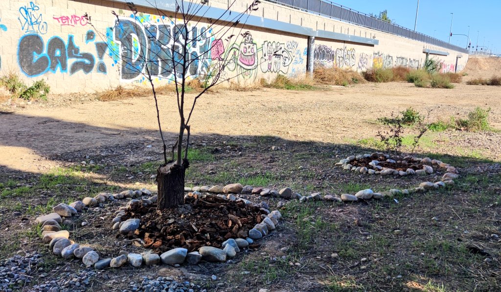 miki_barreto's tweet image. @SoydeZaragoza quiero dar las gracias desde aquí (tb lo hice en persona) al jardinero anónimo que de manera altruista ha arreglado el terreno que hay junto a la prolongación de Tenor Fleta. Creo que debería haberlo hecho el @zaragoza_es peeeero. Las fotos no hacen justicia...