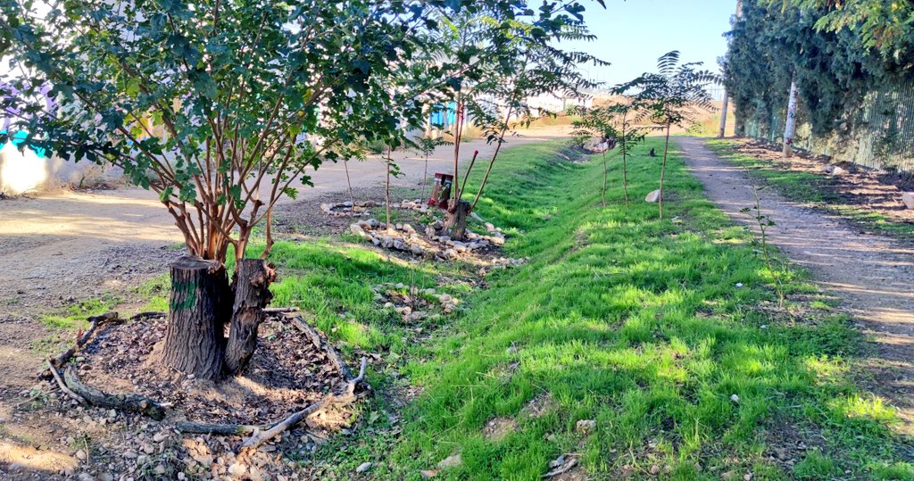 miki_barreto's tweet image. @SoydeZaragoza quiero dar las gracias desde aquí (tb lo hice en persona) al jardinero anónimo que de manera altruista ha arreglado el terreno que hay junto a la prolongación de Tenor Fleta. Creo que debería haberlo hecho el @zaragoza_es peeeero. Las fotos no hacen justicia...