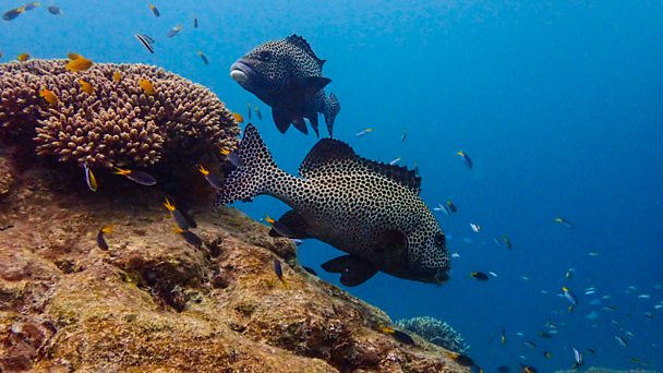 Check out Blue Planet Revisited on @BBCiPlayer which features former @TEDxExeter speaker & marine biologist @DrSteveSimpson bbc.co.uk/iplayer/episod… #ClimateCrisis #environment #COP27 @UniofExeter