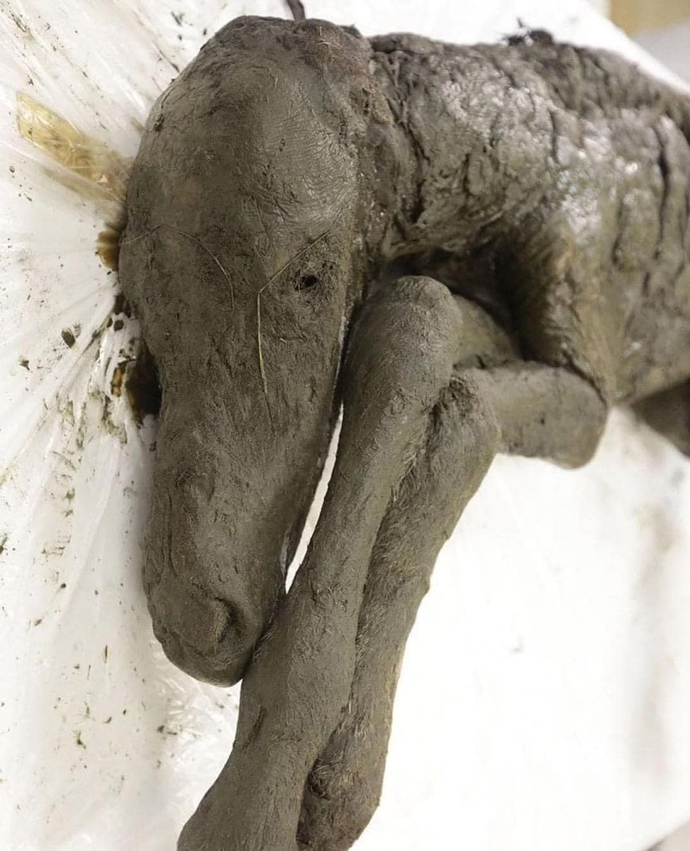 EnsedeCiencia's tweet photo. Investigadores en Siberia encontraron un caballo bebé de más de 40,000 años perfectamente conservado enterrado bajo el permafrost.

Estaba en tan buenas condiciones, que su sangre aún estaba en estado líquido, lo que permitió a los científicos extraerla. https://t.co/gzUp508CSU