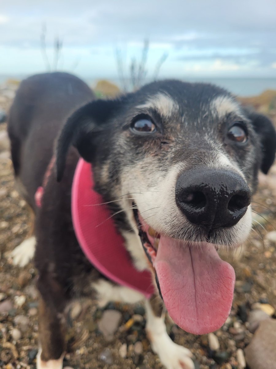 squido29's tweet photo. Can i have a bit of twitter love for this lady just keeps going just turned sixteen and still loves a run on the beach😁 #dogsoftwitter #dogs_Lovers #dogsontwitter #dogslife https://t.co/BlwqH93lmH