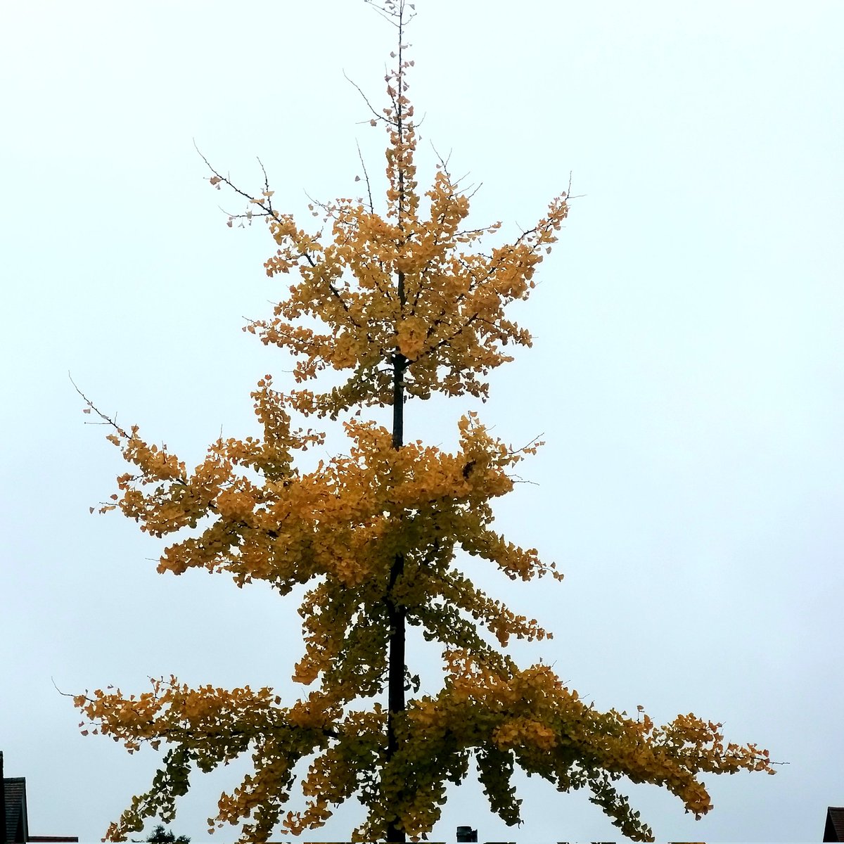 jennylinford's tweet photo. #FlowerReport #LeafReport @alyssaharad Ginkgo glory on a misty London morning. Street trees are such a joy. https://t.co/qYnFymXbFQ