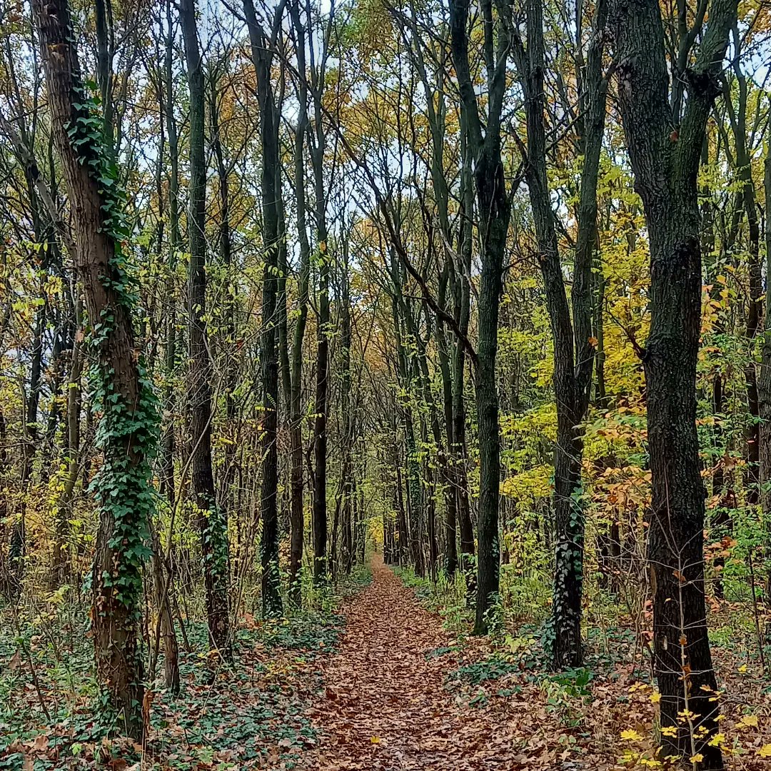 Kapitanylany's tweet photo. Őszi erdei utak 🍂 #ősz #autumn #erdeiséta #erdeiutakon #őszierdő #természet #séta #sétaatermészetben https://t.co/GQPILXrIC9