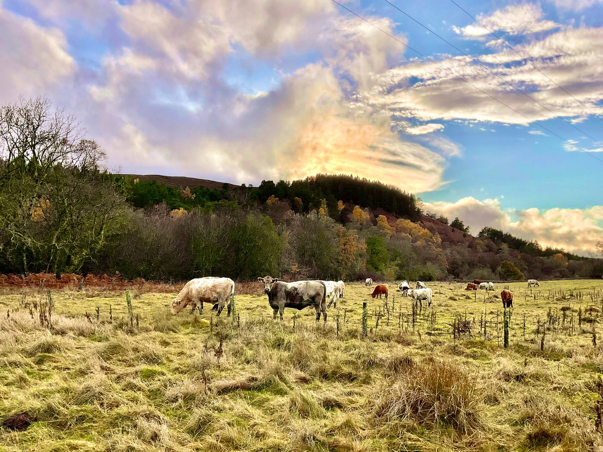 TheMackWalks's tweet photo. Today, Finzean💙 #walking #finzean #percie #finzeansawmill #aberdeenshire https://t.co/wDCNd6guix