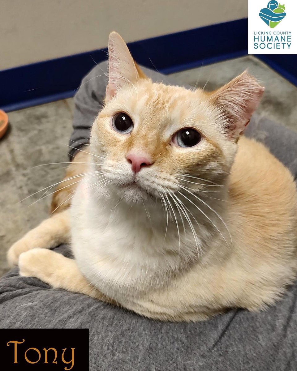 LCHSPets's tweet photo. These 2 handsome Flame Point Siamese mixes were recently surrendered. Both are 2-yrs old &amp;  need to be adopted together. Oscar is still very nervous and will hide at first, but does like to be petted. Tony is a little less nervous and does enjoy cuddling in a lap.
#LCHSpets https://t.co/1viKbJnuWm
