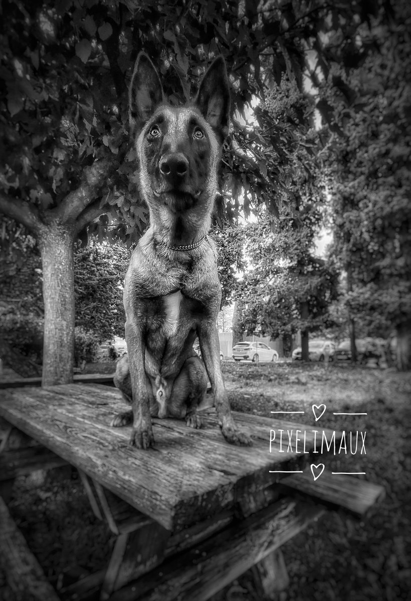 Pixelimaux's tweet photo. Sparrow
#bergermalinois 
#gendarmerie #gendarmerienationale
#policedog #k9unit #k9 #malinois #doglover #dogstagram #selfie #selfiedog #policek9 #chienpolicier #chien #gendarmerienationale #gendarmerie #workingdog #psig #dogpolice #dogstagram #dogstyle #policek9 https://t.co/cZkZD36q5s