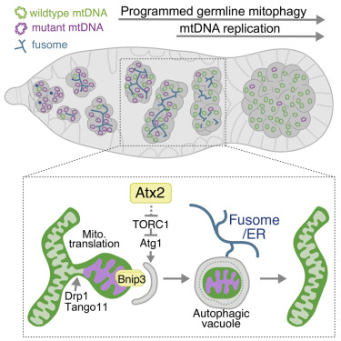 Mito_Therapy's tweet photo. Good morning Mito-Folks, don't miss this very rich selection of papers related to #mitochondrialmedicine presorted by 
@Bims_BiomedNews

https://t.co/FhXRWBO7bs

Caption: Mitochondrial DNA quality control in the female germline requires a unique programmed mitophagy https://t.co/Jt8W9IL1WT