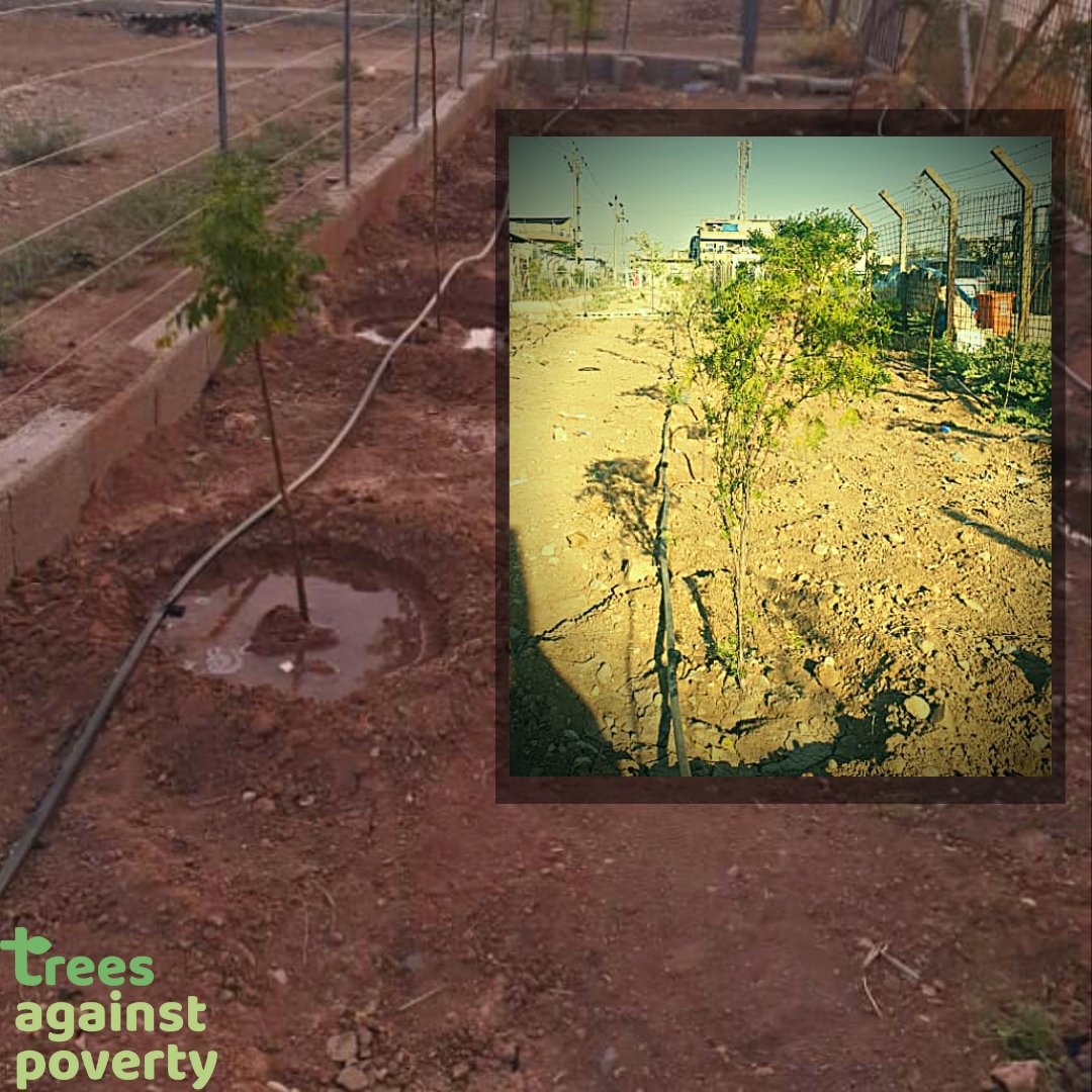 We are working in one of the most vulnerable areas of the world. War has affected the climate of this region adversely and eroded its green cover. We are planting trees to restore the greenery. plant your tree now treesagainstpoverty.org/collections/all 
#Plant #Trees #plantatree #planttrees