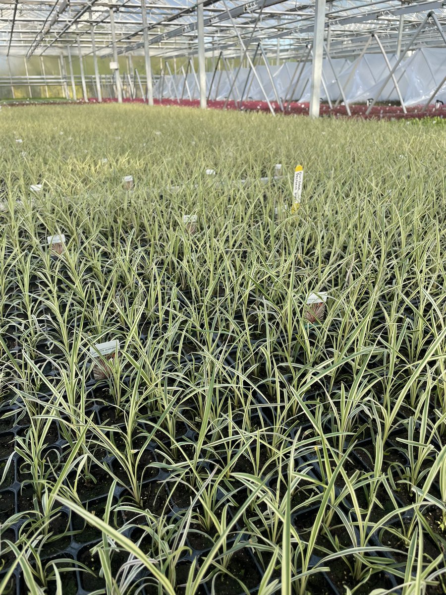 Working hard propagating finest selections of MyPlant collection. We already started the 2023 season deliveries that will hit garden centres in 2024. Don’t worry we made some earlier 😊 you’ll find them in garden centres in 2023 also MyPlant.me #garden #plants