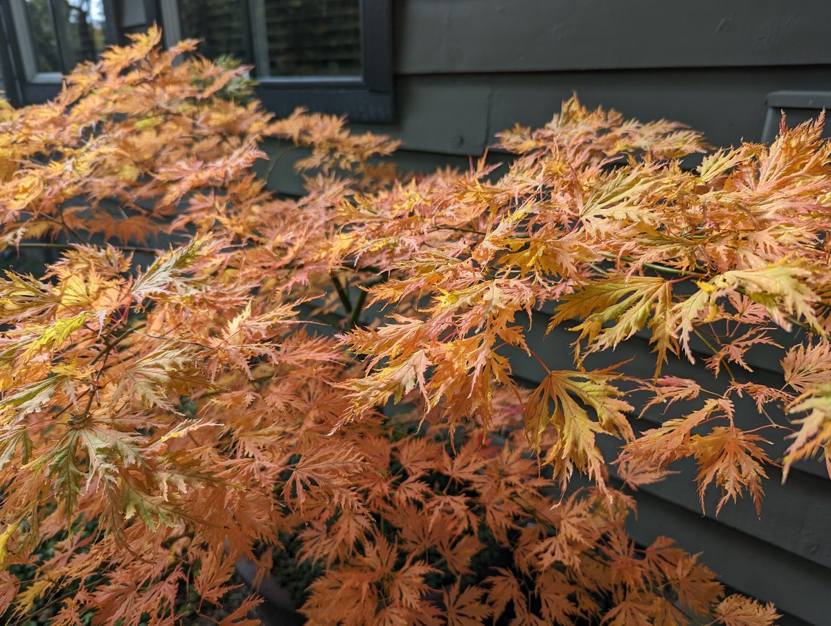 Another fortunate stowaway from our previous house. Acer 'Sister Ghost' present and accounted for (and looking fabulous). #gardening