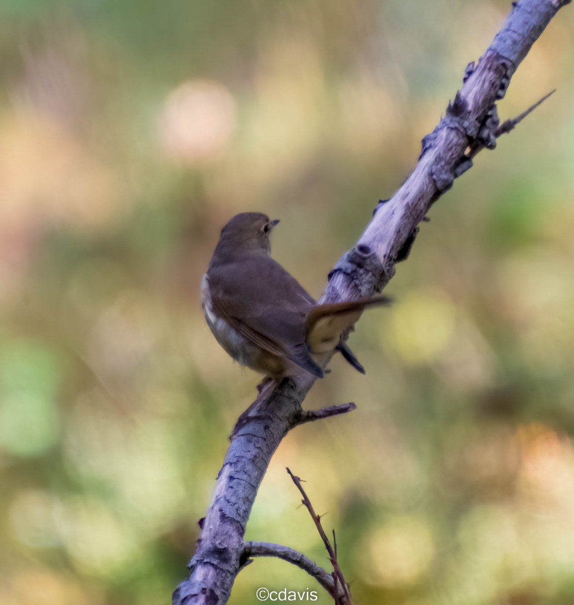 Hermit thrush-a tail in 3 pix. 😉 Snapped while doing the fence inspection <a href="/Bowmans_Hill_WP/">Bowman's Hill Wildflower Preserve</a>  a couple of weeks ago.  #BHWP #birdphotography #wildlifephotography #fallmigration #PennsylvaniaWildlife