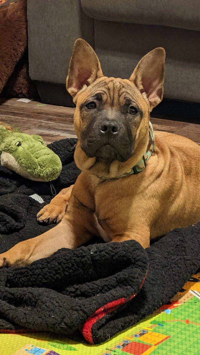 Chonk is 5months old and 40lb 😬